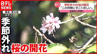 【きょうの1日】全国的に秋晴れ…暖かさに誘われ？季節外れの「桜」開花