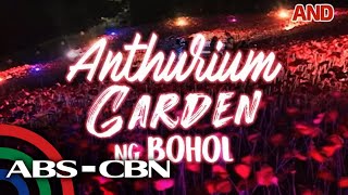Anthurium Garden ng Bohol #Shorts
