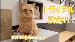 チャトランのトライアル決定！【保護猫カフェ】