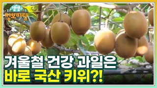 겨울철 건강 과일은 바로 국산 키위?! 보성에서 만나요! MBN 221118 방송