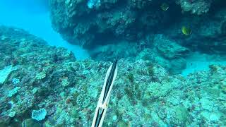 Spearfishing Leopard coralgrouper