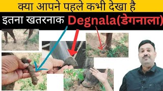 Degnala in Buffalo  डेगनाला कैसे ले सकता है जान Degnala disease in cattle