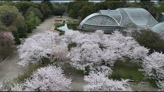 春爛漫の空中散歩ー開園100年の京都府立植物園　（京都　都草のとっておき特別編）