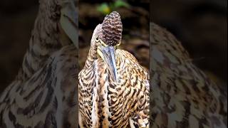 Bare-throated Tiger-Heron 🇨🇷 #costarica #birdwatching #birding #birdlovers #travel #costaricatravel