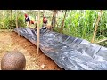 how to make an azolla pond azolla farming in kenya azolla farming for chicken feeds