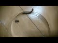 【異種格闘技】ジグモvsセスジアカムカデ【モー虫】 purse web spider vs centipede