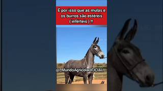 É por isso que os BURROS e MULAS são ESTÉREIS ( INFÉRTEIS ) !! Incrível !! #burro #mula #muares