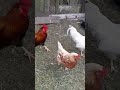 Петух топчет курицу 🐓 🐔 🐓 🐔 🐓