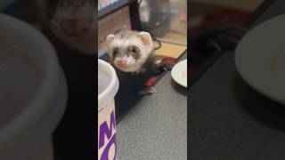 飼い主と食卓を一緒にするフェレット  #フェレット #ferret #shorts #あずき