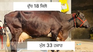 ਮੁੱਲ 33 ਹਜ਼ਾਰ -ਦੁੱਧ 18 ਕਿਲੋ -2 ਸੂਈਆ ਗਾਵਾ ਵਿਕਾਉ -2 cow for sale (1-10-2024)