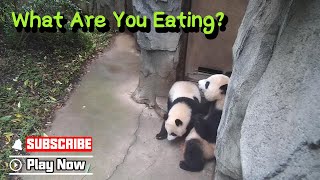 Panda Baby Caught Its Mom Eating Apple By Herself  | iPanda