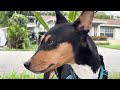 Basenjis Go For Their Morning Walks