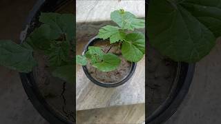 How to grow bitter gourd plant from seeds