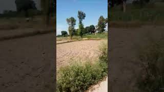 amazing farmer rural life 253 #village #amazing #all #nature #shortsfeed #shortvideo #shorts #short