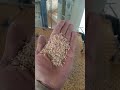 basmati rice milling