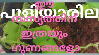 പുളിയാറില- ഔഷധ ചെടി  (OXALIS CORNICULATA)__INDIAN SORAL ചെറിയ സസ്യമാണ്