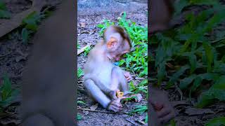 Best shorts video about newborn baby monkey in Sovana family 167