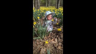 Difficult Daffodil Flats Trail Peak Bloom with a Baby Linville Gorge Wilderness Hiking February 2023