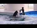 鴨川シーワールドシャチトレーニング ランちゃん「新技特訓」 kamogawa sea world orca