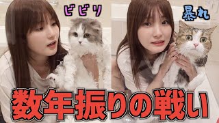 【新居】風呂嫌いな2匹の猫をお風呂に入れてみたら究極の癒し空間出来あがった【かすVS猫】