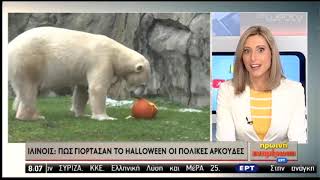 Πώς γιόρτασαν το Halloween οι πολικές αρκούδες | 01/11/2019 | ΕΡΤ