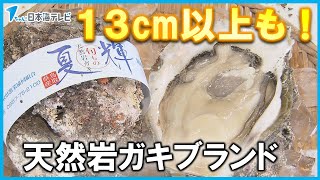 【天然岩ガキ】の初競り　今年の価格は？　去年よりも入荷量多く　出来は例年通りの良い仕上がり　鳥取県鳥取市