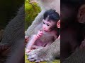 Before Vs After Newborn | So Adorable Baby Monkey Ever #cutemonkey #shortsvideo #viralvideo