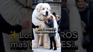 Los 3 PERROS más FAMOSOS por sus TAMAÑOS DIFERENTES