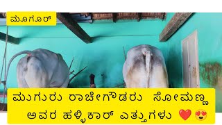 ಮೂಗೂರು ರಾಚೇಗೌಡರು ಸೋಮಣ್ಣ ಅವರ ಎತ್ತುಗಳು ❤️😍#hallikarcalf#ಹಳ್ಳಿಕಾರ್#hallikarstudbull#hallikarspirit