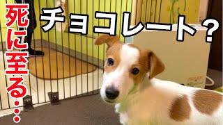 犬はチョコを食べると最悪、死に至ります［しゃべる犬 ジャックラッセルテリア］