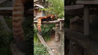 野毛山動物園のレッサーパンダ(｡･ө･｡)