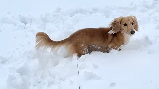 初めての雪ではしゃぐ愛犬が可愛すぎた【ミニチュアダックスフンド/ガッツくん】