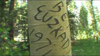 Aspen Tree Carvings in the Sierras - Basque Sheepherders Leave Their Mark on the American West