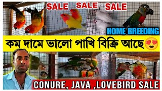 SALE SALE CONURE , JAVA , LOVEBIRDS 😍|| কম দামে ভালো পাখি বিক্রি আছে || HOME BREEDING BIRD ||