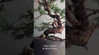 บอนไซสน อิโตอิกาวาชิมปากุ (Itoigawa Shimpaku Bonsai Design)