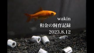 【和金の飼育記録】2023 8 12