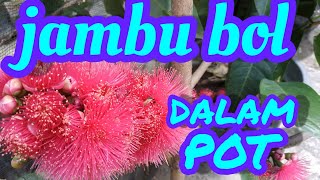 perkembangan bunga  jambu bol didalam pot