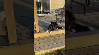 Border collie is enthusiastically doing cues during a training session!