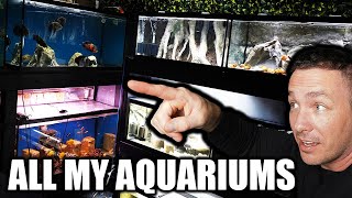ALL MY AQUARIUMS and FISH