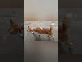 Kucing Oyen #short #fyp #viral #trending #videos #video #tiktok #ytshorts #kucing #cat #funny #cats