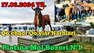 17.03.2024 Yil,Toshkent vil,Boʻstonliq tumani,Platina mol bozori,Qoʻchqor va Qoʻylar narhlari.