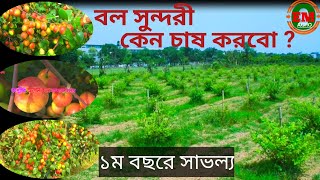 অস্ট্রেলিয়ান বল সুন্দরী বড়ই চাষ পদ্ধতি | OEM AGRO | বড়ই চাষ | কুল চাষ |