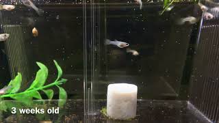 Dumbo Guppy Fry Growth (Newborn to Adults)