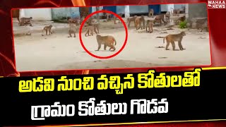 అడవి నుంచి వచ్చిన కోతులతో గ్రామం కోతులు గొడవ | Forest Monkeys VS Village Monkeys | Mahaa News