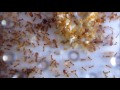 アズマオオズアリのコロニー pheidole fervida colony