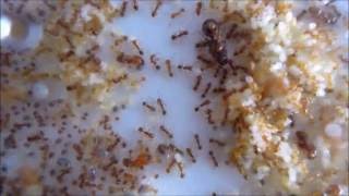 アズマオオズアリのコロニー Pheidole fervida colony