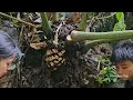 full video homeless boy and poor girl harvest and build duck coops take care of ducklings