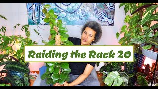 Raiding the Rack 20 - Look at my LONG Hoya Australis Plant Haul