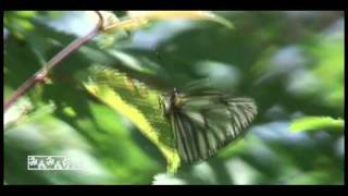 ミヤマシロチョウ BUTTERFLY OF JAPAN