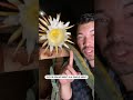 Dragonfruit blooming and hand pollination | Epic Gardening Shorts